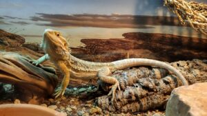 bearded dragon diet guide and nutrition chart