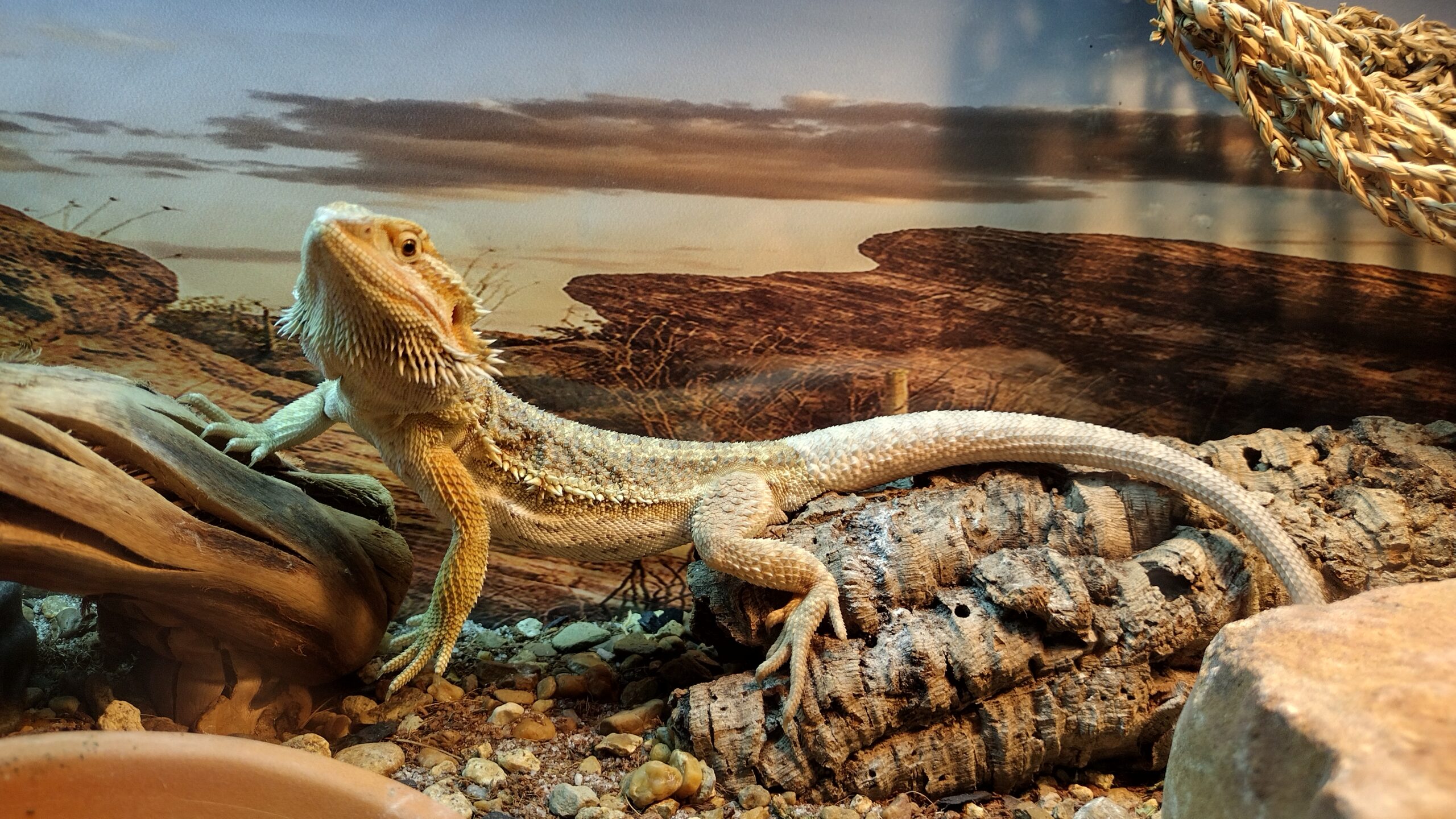 bearded dragon diet guide and nutrition chart