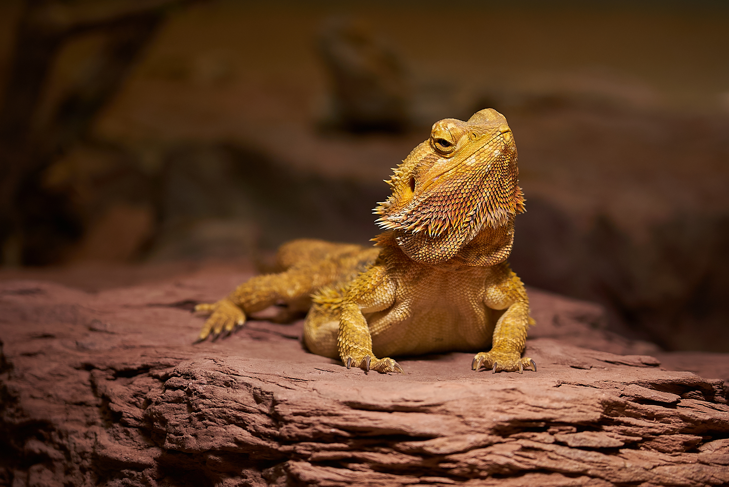 bearded dragon closing one eye blinking