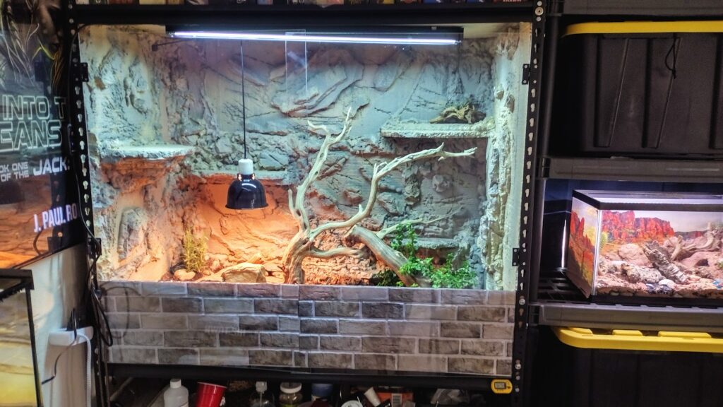 custom built bearded dragon enclosure